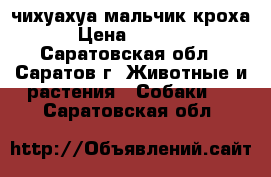 чихуахуа мальчик кроха › Цена ­ 7 000 - Саратовская обл., Саратов г. Животные и растения » Собаки   . Саратовская обл.